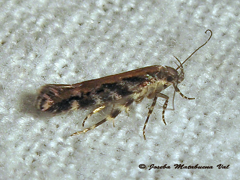 micro 2: Aristotelia ericinella  (Gelechiidae)